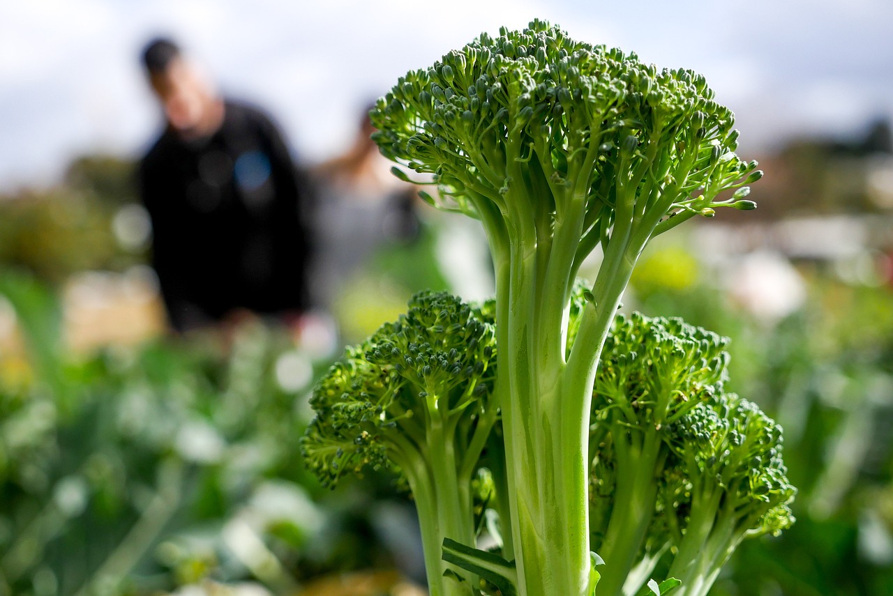 Understanding the Benefits of Adding Broccoli to Pet Meals